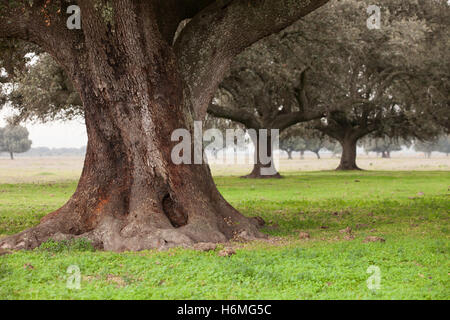 Eiche Halligen, Ilex in einem mediterranen Wald. Landschaft in der Extremadura Zentrum von Spanien Stockfoto