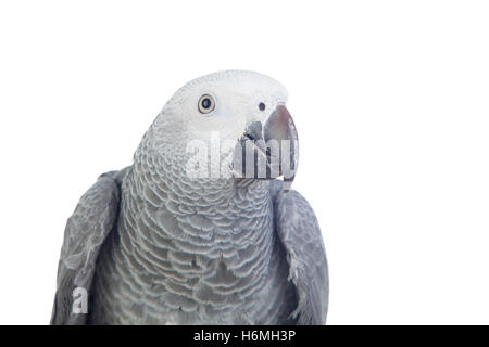 Ziemlich rot-tailed grauen Papagei isoliert auf weißem Hintergrund Stockfoto