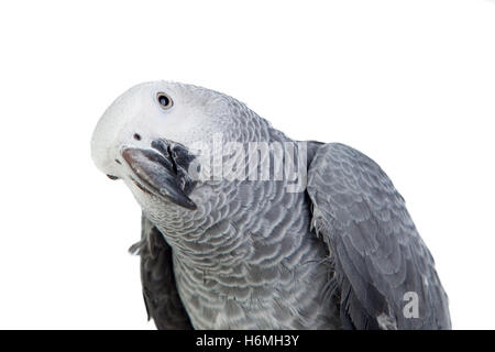 Ziemlich rot-tailed grauen Papagei isoliert auf weißem Hintergrund Stockfoto