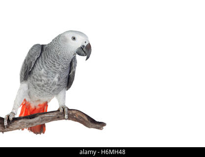 Ziemlich rot-tailed grauen Papagei isoliert auf weißem Hintergrund Stockfoto