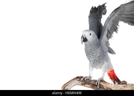 Ziemlich rot-tailed grauen Papagei isoliert auf weißem Hintergrund Stockfoto