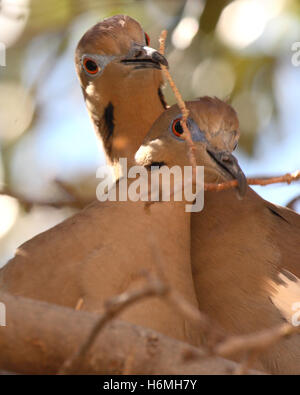 Nestbau als ein Balzverhalten zwischen Paarung zweier weiß – geflügelte Tauben in New Mexico. Stockfoto