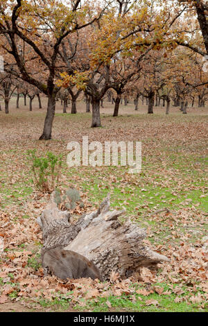 Der Rückgang in den Weiden der Extremadura. Stockfoto