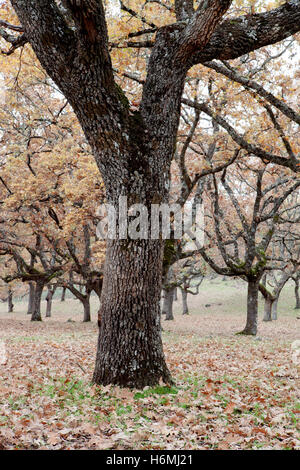 Der Rückgang in den Weiden der Extremadura. Stockfoto