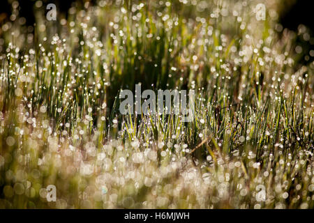 Bright Tropfen Tau auf der sonnigen Wiese Stockfoto