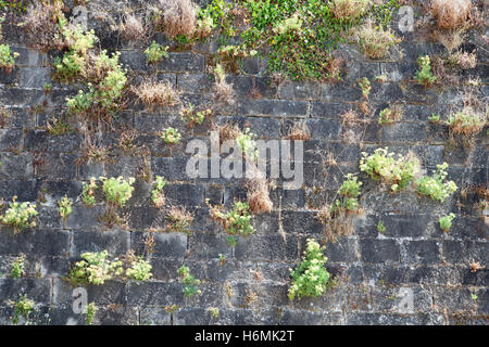 Alte Mauer von einem Schloss voller grobe Wildgras Stockfoto