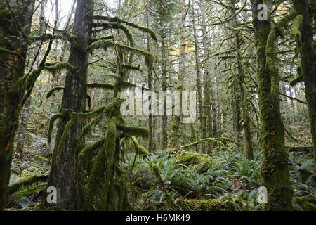 Ein dunkler, moosiger, gemäßigter Nadelwald in den Coast Mountains, in der Nähe von Harrison Hot Springs, British Columbia, Kanada Stockfoto