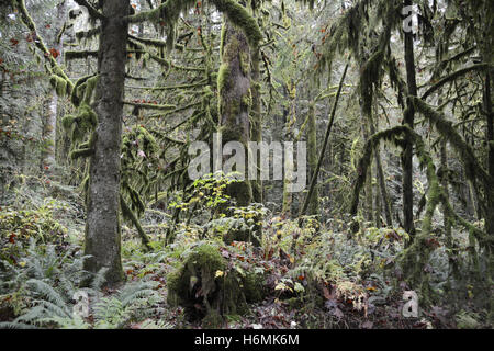Abfallung und Koniferen Bäume in einem gemäßigten Küstenregenwald in der Coast Mountains von British Columbia, Kanada Stockfoto