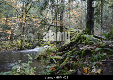 Laub- und Nadelbäume und ihre Wurzeln an einem Bach in einem gemäßigten Regenwald an der Küste in den Coast Mountains von British Columbia, Kanada Stockfoto