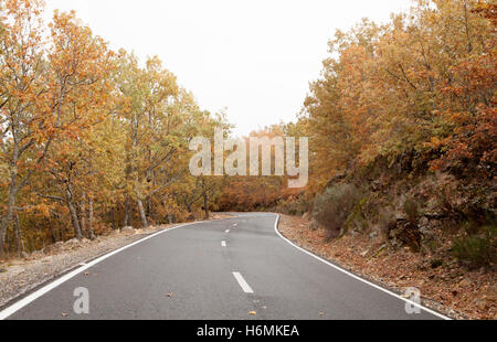 Leere Straße, umgeben von Bäumen im Herbst Stockfoto