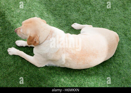 Schöne goldene Labrador Hund liegen auf dem Rasen von oben gesehen Stockfoto