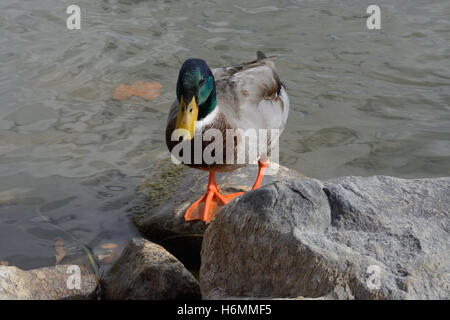 Mallard Duck Drake stehen auf Felsen am Ufer des Sees Stockfoto