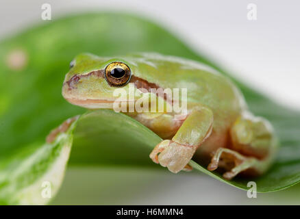 Grüner Frosch mit weit aufgerissenen Augen golden auf einem Blatt Stockfoto