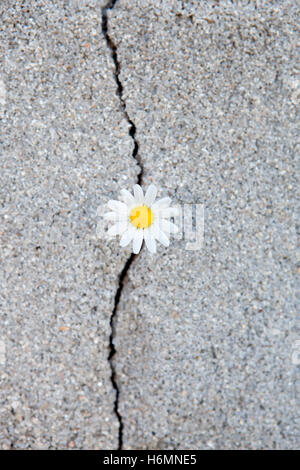 Schön Daisy, geboren aus einem Riss im asphalt Stockfoto