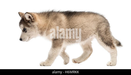 Seitenansicht Alaskan Malamute Welpen zu Fuß isoliert auf weiß Stockfoto