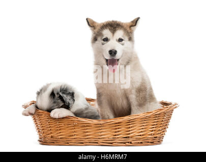 Alaskan Malamute und reinrassige Welpen sitzen in einem Korb, isoliert auf weiss Stockfoto