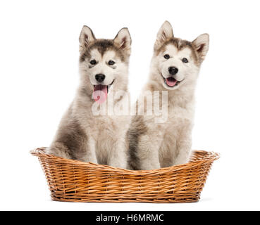 Alaskan Malamute Welpen sitzen in einem Korb, isoliert auf weiss Stockfoto