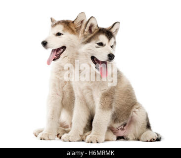 Alaskan Malamute Welpen sitzen und keuchend auf weiß isoliert Stockfoto