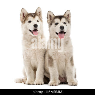 Alaskan Malamute Welpen sitzen und keuchend auf weiß isoliert Stockfoto