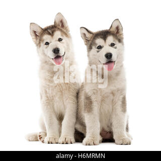 Alaskan Malamute Welpen sitzen und keuchend auf weiß isoliert Stockfoto