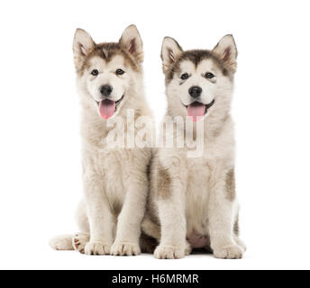 Alaskan Malamute Welpen sitzen und keuchend auf weiß isoliert Stockfoto