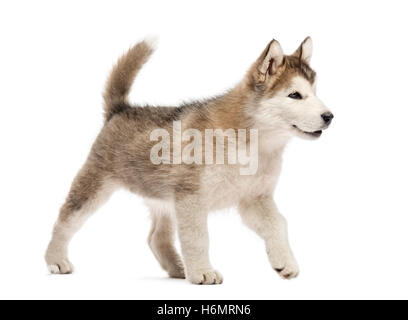 Alaskan Malamute Welpen zu Fuß isoliert auf weiss Stockfoto