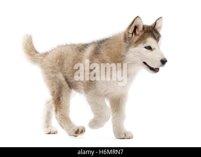 Alaskan Malamute Welpen zu Fuß isoliert auf weiss Stockfoto