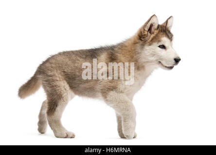 Alaskan Malamute Welpen zu Fuß isoliert auf weiss Stockfoto