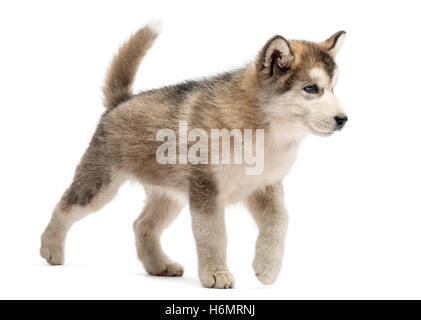 Alaskan Malamute Welpen zu Fuß isoliert auf weiss Stockfoto