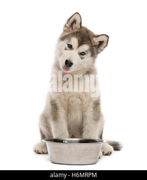 Alaskan Malamute Welpen sitzen mit einer Schüssel isoliert auf weiss Stockfoto