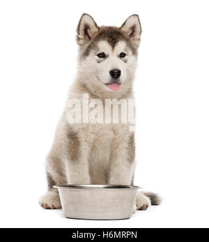 Alaskan Malamute Welpen sitzen mit einer Schüssel isoliert auf weiss Stockfoto