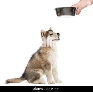 Seitenansicht eines Alaskan Malamute Welpen mit einer Schüssel isoliert auf weiss Stockfoto