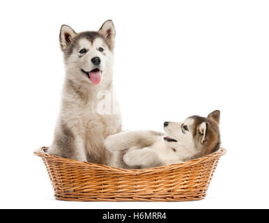 Alaskan Malamute Welpen sitzen in einem Korb, isoliert auf weiss Stockfoto