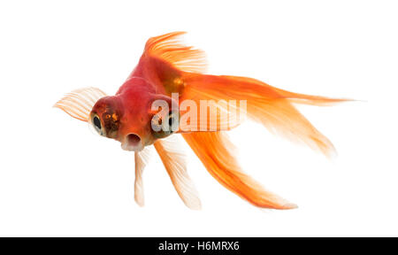 Vorderansicht des einen Goldfisch im Wasser Islolated auf weiß Stockfoto
