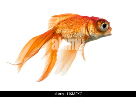 Seitenansicht des einen Goldfisch im Wasser Islolated auf weiß Stockfoto