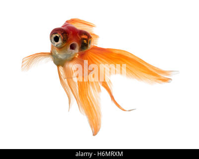 Vorderansicht des einen Goldfisch im Wasser, Islolated auf weiß Stockfoto