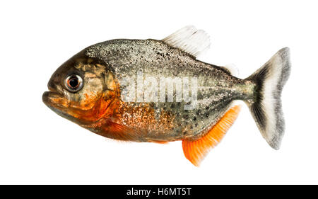 Seitenansicht von einem roten Piranha isoliert auf weiss Stockfoto