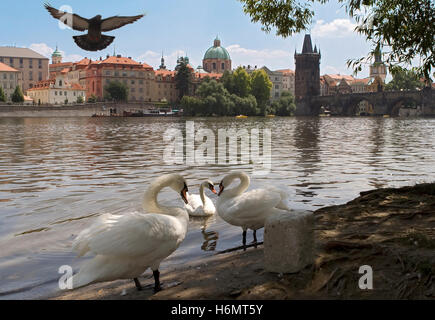 Schwäne auf der Moldau, Prag, in der Nähe von der Karlsbrücke entfernt Stockfoto