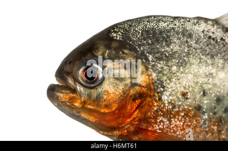 Nahaufnahme von einem roten Piranha isoliert auf weiss Stockfoto