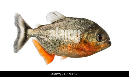 Seitenansicht von einem roten Piranha isoliert auf weiss Stockfoto