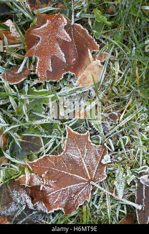 Hoar Frost auf einem Blatt und grasgrün Stockfoto