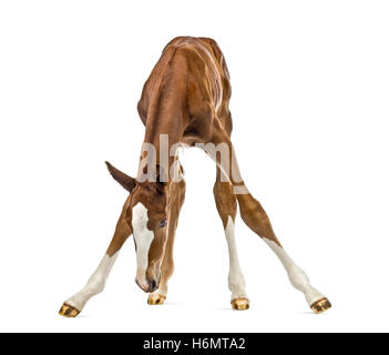 Fohlen Sie, balancieren und auf der Suche nach unten isoliert auf weiss Stockfoto