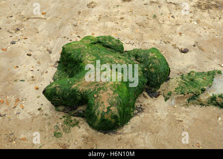 Fossilien. 125 Millionen Jahre alte Sandstein Form der Iguanodon Spuren am Strand der "Versteinerte Wald" in Hannover auf der Isle of Wight. Stockfoto