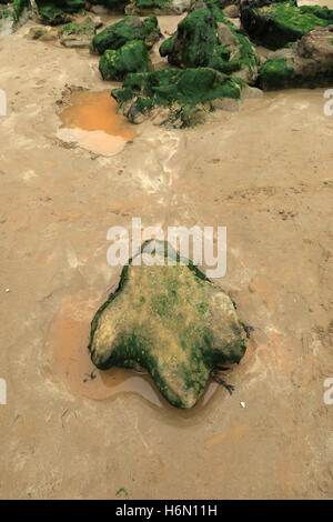 Fossilien. 125 Millionen Jahre alte Sandstein Form der Iguanodon Spuren am Strand der "Versteinerte Wald" in Hannover auf der Isle of Wight. Stockfoto