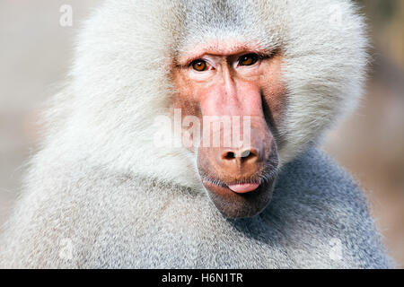 Säugetiere Stockfoto