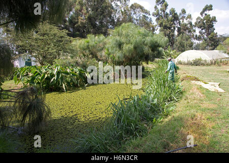 Wasserpflanzen im ersten See auf Bodenfilter mit unterschiedlichsten Wasserpflanzen Abwasserbehandlung alle Longonot Horticu Stockfoto