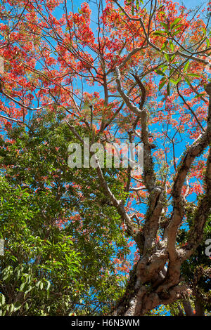 Royal Poinciana (Flame Tree) blühende Zweige, Vietnam. Wissenschaftlicher Name: Delonix Regia. Stockfoto