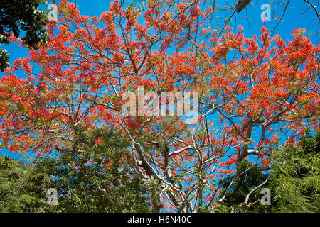 Blühende Zweige der Royal Poinciana (Flame Tree). Wissenschaftlicher Name: Delonix regia. Marmor Berge, Ngu Hanh Son District, Vietnam. Stockfoto