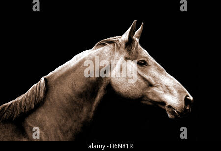 Säugetiere Stockfoto