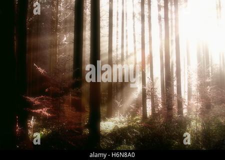 Bäume Wälder Stockfoto